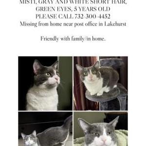 Image of Misti, Lost Cat
