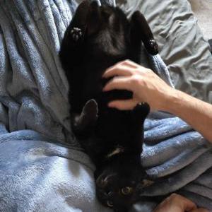 Image of Poe, Lost Cat
