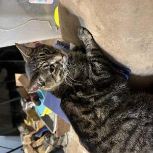Image of Clinton Van Gilder, Lost Cat