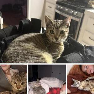 Image of Esme, Lost Cat