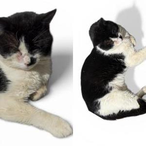 Image of Booger, Lost Cat