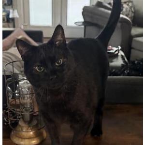Image of Wobbles, Lost Cat