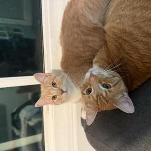 Image of Nimbus, Lost Cat