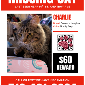 Lost Cat Charlie