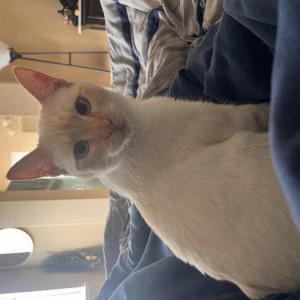 Image of Luna, Lost Cat