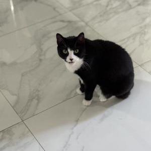 Image of Diamond, Lost Cat