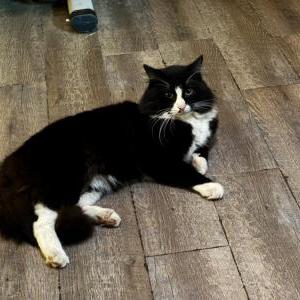 Lost Cat Crumble