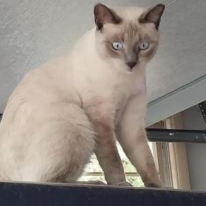 Image of Nellie, Lost Cat