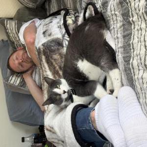 Image of Theodore, Lost Cat