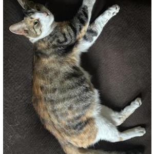 Lost Cat Ferguson