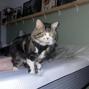 Lost Cat Beaner