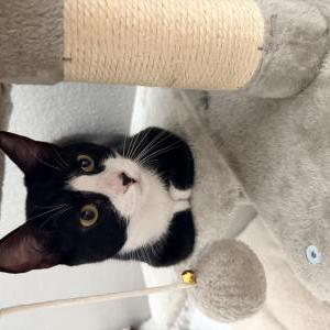 Lost Cat Mittens