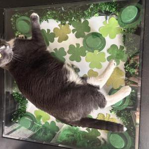 Image of Frost, Lost Cat