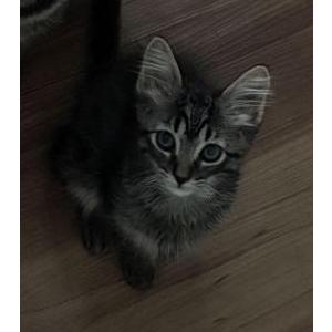 Image of Milo, Lost Cat