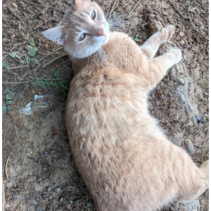 Image of Boo, Lost Cat