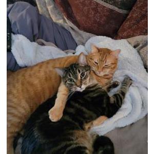 Image of Inx, Lost Cat