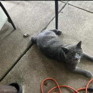 Image of Unknown, Found Cat