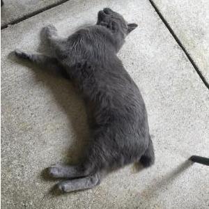 2nd Image of Unknown, Found Cat