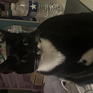 Lost Cat Majesty