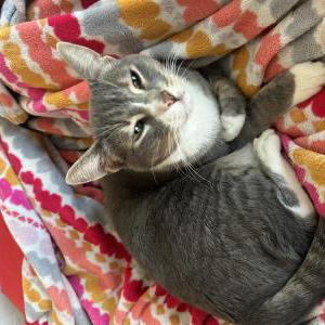 Image of Nubz, Lost Cat