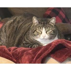 Lost Cat Calvi