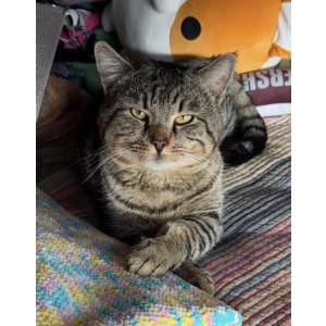 Lost Cat Tiger Hope