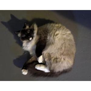 Image of Leo, Lost Cat