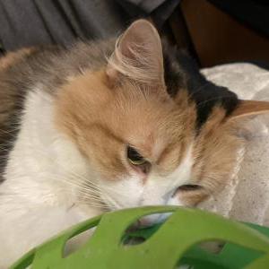 Lost Cat Jessika