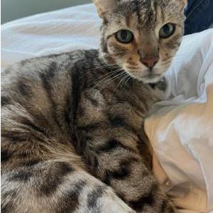 Image of Little Guy, Lost Cat