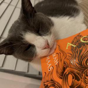 Image of Wes, Lost Cat
