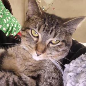Lost Cat Bliss Lutes