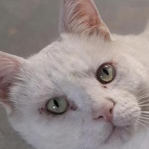 Image of Angel, Lost Cat