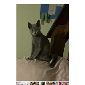 Image of Goobert, Lost Cat