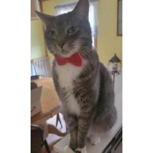 Image of Toby, Lost Cat