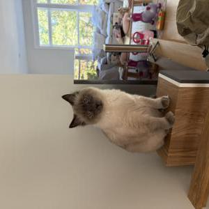 Image of Cola, Lost Cat