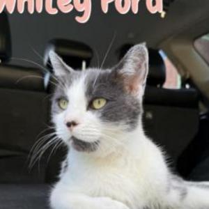 Image of Whitey Ford, Lost Cat