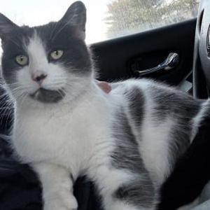2nd Image of Whitey Ford, Lost Cat