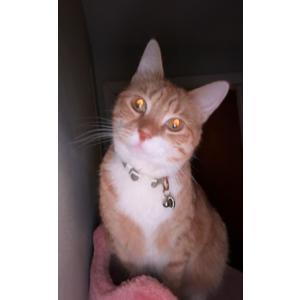 Image of Mayleigh, Lost Cat