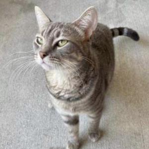 Image of Luna, Lost Cat