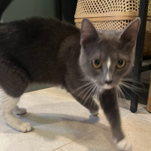 Found Cat Unknown