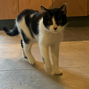 Found Cat Unknown