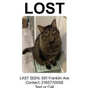 Lost Cat Moonee
