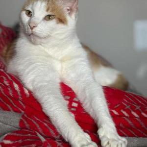 Image of Luna, Lost Cat