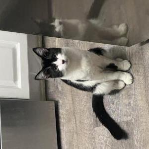 Lost Cat Pinto