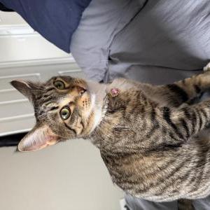 Lost Cat Princess