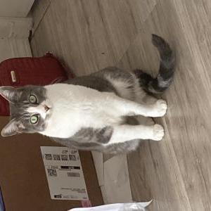 Image of Hazel, Lost Cat
