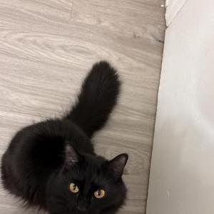 Lost Cat Wednesday