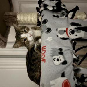 Lost Cat Kali