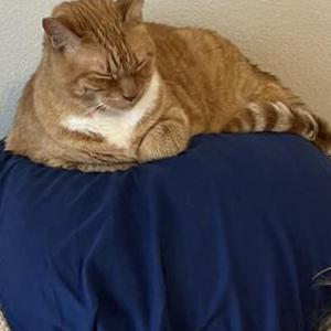 Image of Makena, Lost Cat
