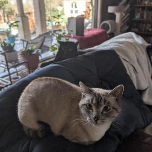 Lost Cat Yumi